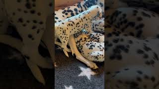 How to recognize a Dalmatian breed. Spots are clear already 🐾♥️🐾