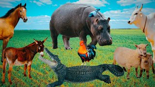 Animal Sounds & Animals Video | Wild, Domestic, Farm Animals - Cow, Hippo, Goat, Hen, Donkey, Horse