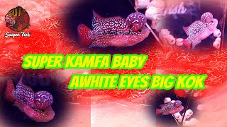 Baby kamfa mắt trắng siêu đầu khủng  ® Super kamfa baby White eyes big kok