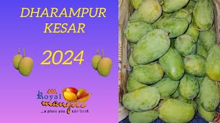 dharampur kesar Mango 2024 #aam #bestfruit #talala #bestmango #alphanso  #mango #kesar #gondalyard #