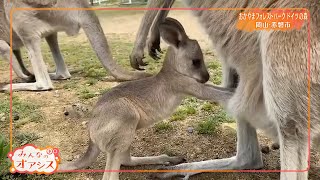 みんなのオアシス・カンガルーの外出（ドイツの森）　2022/5/20放送