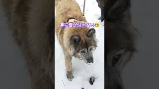 鼻に雪ついちゃった！雪の積もった河原で散歩を楽しむ犬のムーちゃん