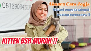 Kucing BSH Murah ‼️ pernah ketipu adopsi kucing ? Wajib coba di AKSARA CATS JOGJA 💯