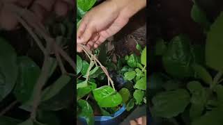 Easy ga తమలపాకు చెట్టు పెంచటం ఎలా #plants #decoration #vlogs #garden #tips #ideas #new #tricks