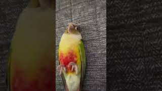 Pine Apple Conure |Z.A Aviary|#viral #sheharmaindehat #shorts #livestock