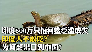 印度500萬隻恒河鱉氾濫成災，印度人不敢吃，為何想出口到中國？我國會接受嗎？