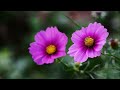 秋桜 cosmos　 白鳥 英美子　 昭和記念公園 コスモス