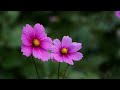 秋桜 cosmos　 白鳥 英美子　 昭和記念公園 コスモス