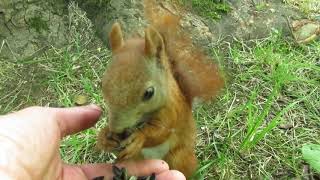 Squirrel - Wiewiórka boi się gołębi  5.7.2018  F