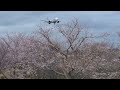 満開のさくらの山公園の桜と飛行機