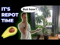 Repotting HUGE Indoor Avocado Tree! - Planted From Seed