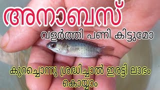 അനാബസ്  മീൻ കുഞ്ഞുങ്ങളെ വാങ്ങി | anabas farming | anabas malayalam | anabas fish