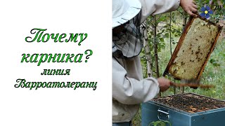 Почему карника? Пчелы породы карника, линия варроатолеранц.