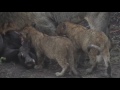 safarilive sunrise safari nov.11 2016