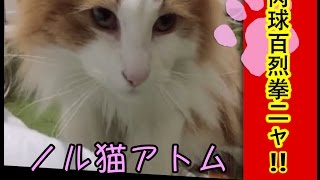 肉球百烈拳  Cat paw attack!!