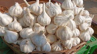 today 10 /12 /2024 garlic price big wholesale market Hyderabad