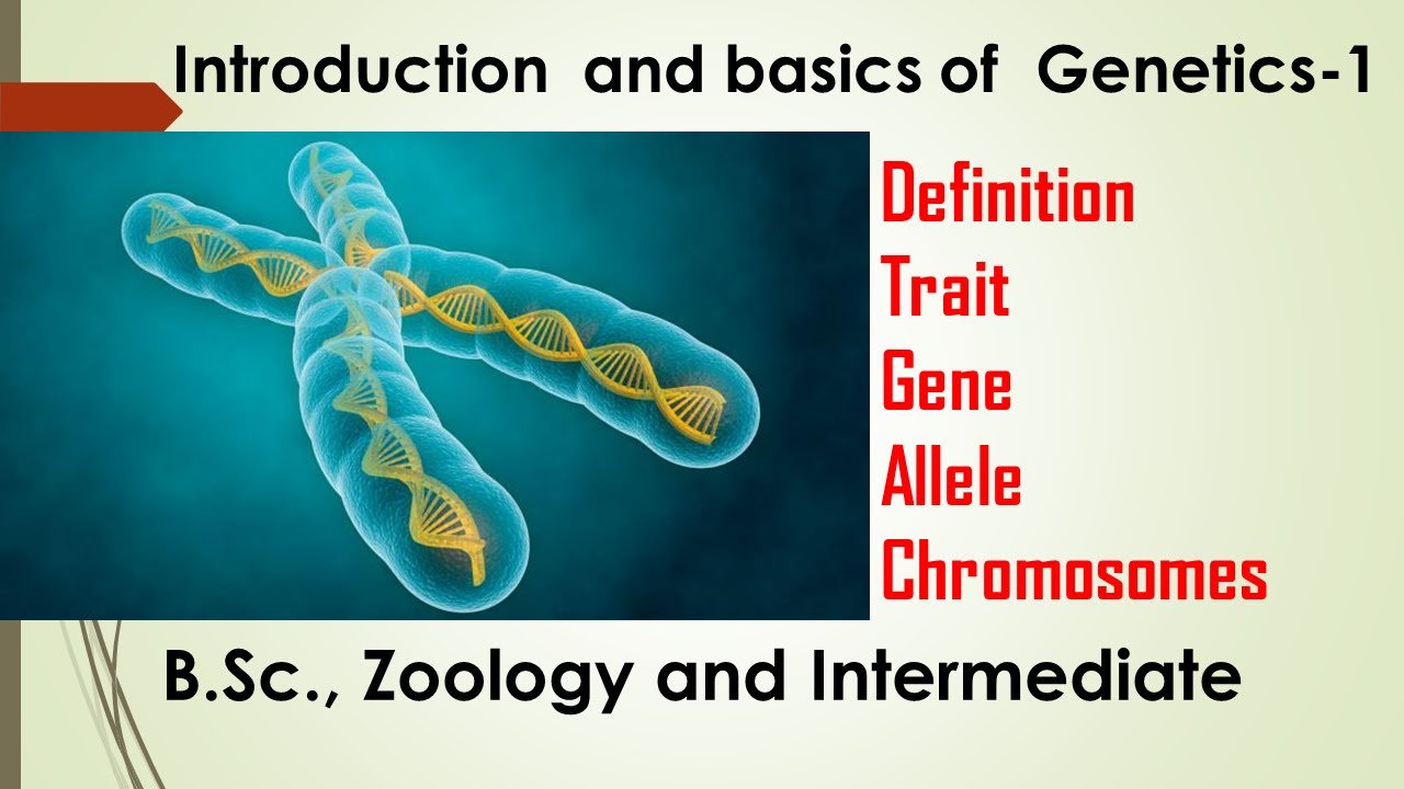 Introduction And Basics Of Genetics | B.Sc., Zoology | Intermediate ...