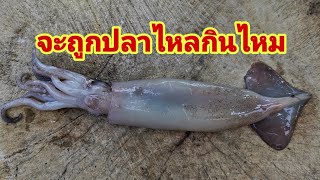 ตกปลาไหล​ ด้วยเหยื่อปลาหมึกสด​ ใส่เบ็ดปลาไหล​ หาปลาไหล​ หารูปลาไหล​ วิธีหารูปลาไหล​ ปลาไหล