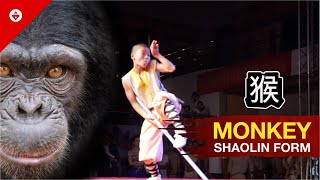 Shaolin MONKEY Style by WARRIOR Monk | BEST KUNG FU