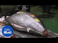 Bluefin tuna weighing 612lb sells for record £2.4 million at market