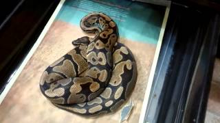 Ball Python Collection Update June 2015