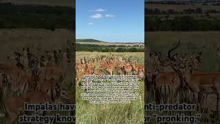 Facts about impala’s.. #masaimara #wildlife #safari #travel