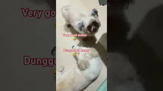 Maamo na mukha n Alaska!🫶🤣🐕😲So Ken-ken na makulit!🤣🫶😲🐕#pets #dogvideos