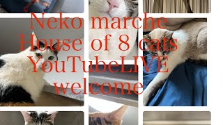 Neko marche eight houseチャンネル がライブ配信します！起きてる人いますか❓