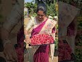 chamanti flowers harvesting చామంతి chrysanthemum chamanti flowers mygarden gardening shorts