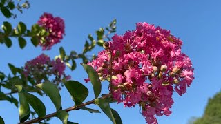 2023/07/22　梅雨明け　夏空に映える色鮮やかな百日紅の花　その２　〜愛媛県大洲市〜