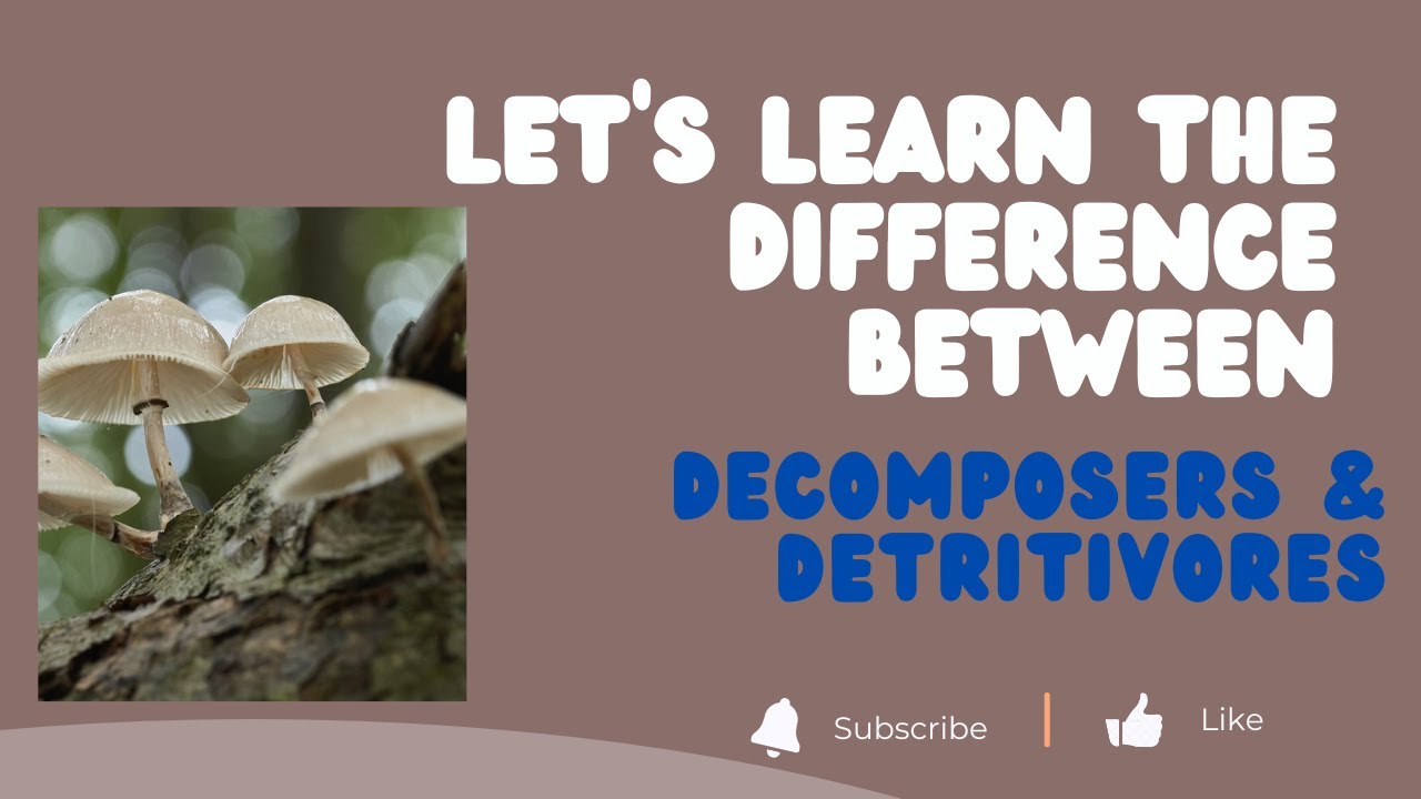 Difference Between Decomposers & Detritivores || UPSC || Environment ...