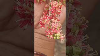 சிவப்பு நிற மருதாணி பயன்கள் Benifits of Red Henna Plant.. Seeds Available // 9751194215