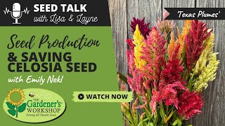 Seed Talk #17 - Seed Production \u0026 Saving Celosia Seed with Emily Nekl