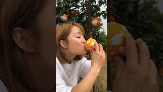 Fresh Ehime Jelly Orange🍊, juicy and delicious sweet taste #fruit #fruitgarden