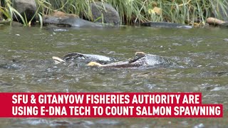 eDNA technology more effective in monitoring salmon runs: SFU research