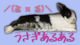 ふとした瞬間に思うこと【うさぎあるある】