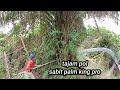 tajam pol sabit palm king pro pruning sawit gondrong dari bawah sampai atas pelepahnya !!