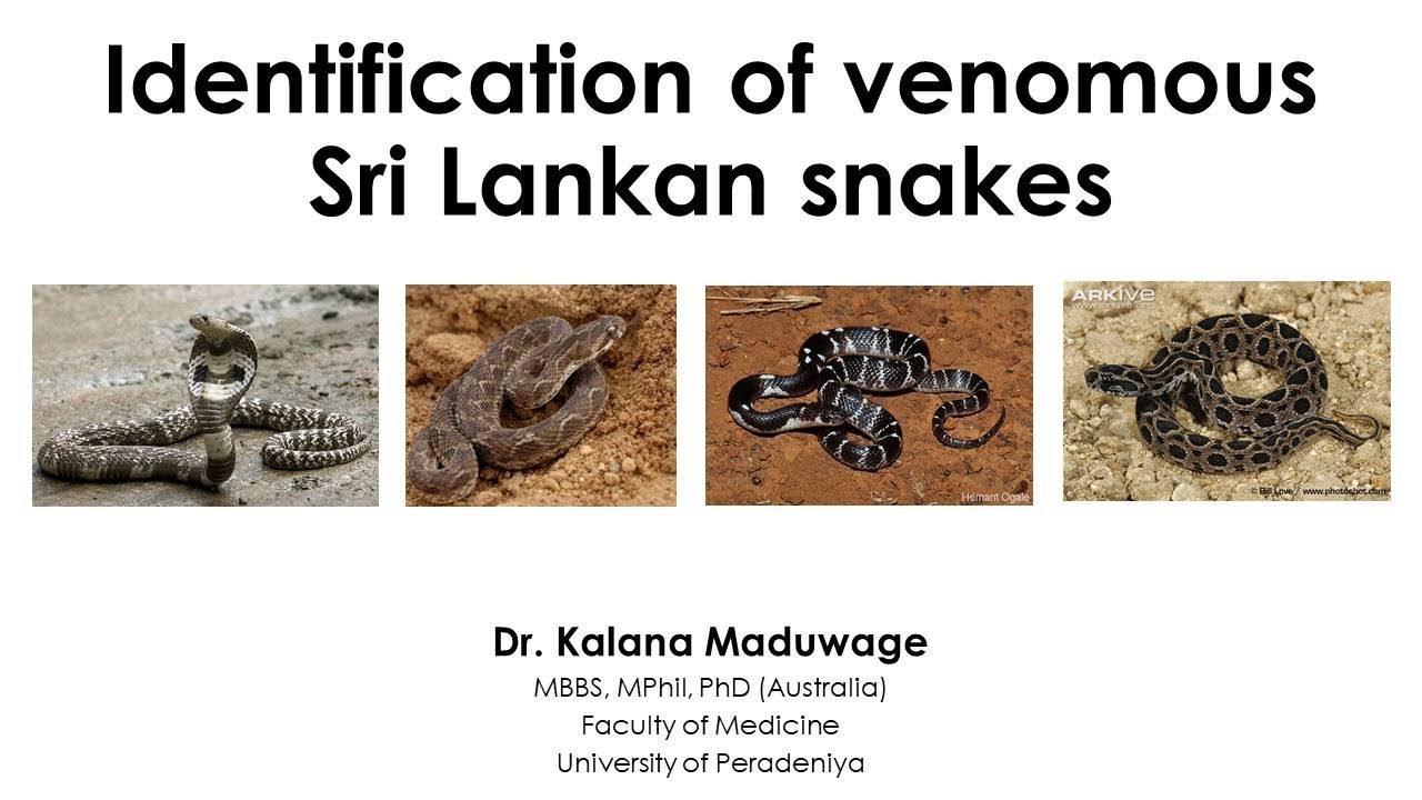 Snakebites: The Whole Story: (2) Identification Of Venomous Snakes In ...