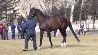 ダノンバラード(Danon Ballade)-レックススタッド種牡馬展示会2016