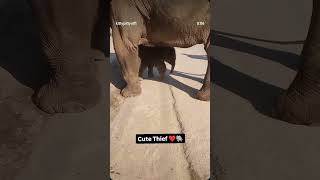 Cute thief😂🐘#funny #aanakutty #aanakeralam #aanapremi #trendingshorts #funny #viralvideos #shorts