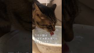 水飲み場はココがいいらしい#shorts#猫