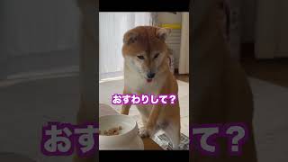 お返事しながら座る柴犬　#shorts #しゃべる犬 #shibainu