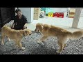 Friends: Golden Retriever Japan