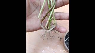 how to grow dahlia from cuttings #shorts