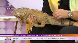 Teo Show (11.02.2022) - Viata cu iguana Apollo! Atentie, se fura napolitane!
