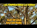 PEMUPUKAN DURIAN SAAT BERBUAH AGAR NGGAK GAGAL RASA ⁉️ SELEKSI BUAH BIAR POHON TETAP AMAN💯‼️