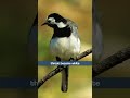 the pied wagtail s vibrant song bird sounds shorts