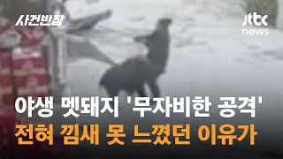 노인 향해 '박치기'…무자비한 멧돼지의 습격에 속수무책 #글로벌픽 / JTBC 사건반장