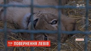 Повернення на батьківщину: леви з Бердянська переїжджають до Африки