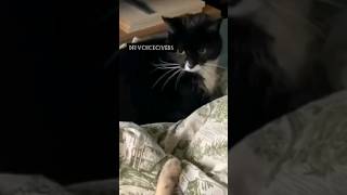 🐱you mad!😂#voiceover #comedy #funny #cute #cat #cats #catlover #catvideos #pet #pets #couple #yt